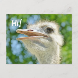 Postal Gracioso avestruz africano - Hi Postcard