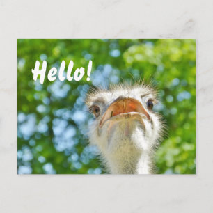 Postal Gracioso avestruz - Hola Postcard