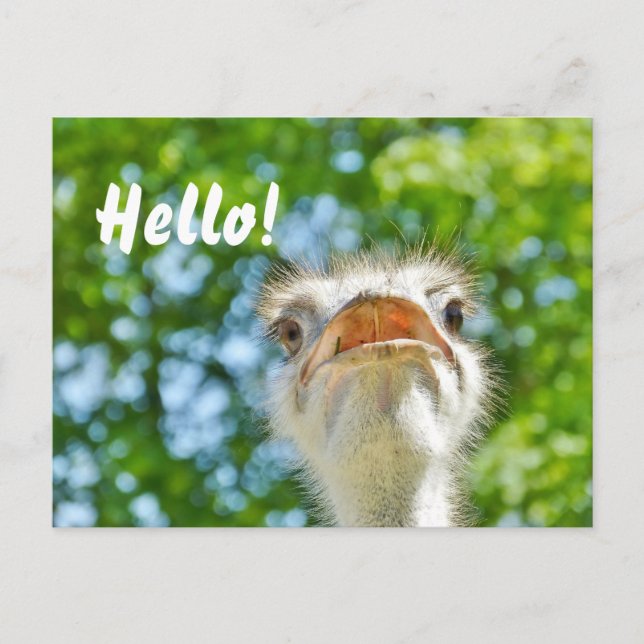 Postal Gracioso avestruz - Hola Postcard (Anverso)
