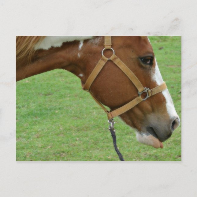Postal Gracioso Caballo Flashy (Anverso)