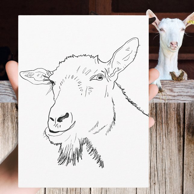 Postal Gracioso dibujo de cabra (Funny goat simple animal art drawing black and white postcard by  artist Catherine Sweetman )