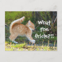 Gracioso Gato Sorprendido. ¿Cuál es el marica?