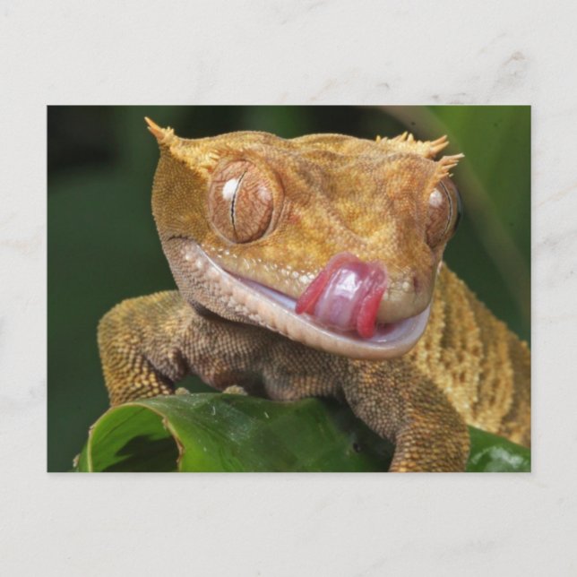 Postal Gracioso GECKO Licando sus Labios POSTCARD (Anverso)