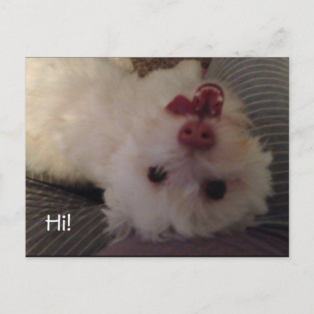 Postal Gracioso perrito blanco boca abajo Hi postcard (Anverso)