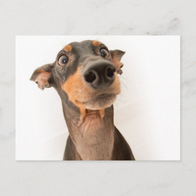 Postal Gracioso perro de cachorro Doberman (Anverso)