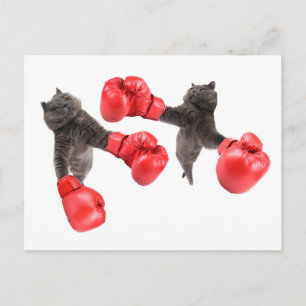 Postal Graciosos gatos de boxeo