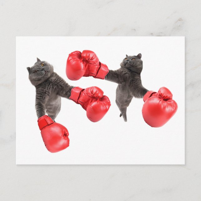 Postal Graciosos gatos de boxeo (Anverso)