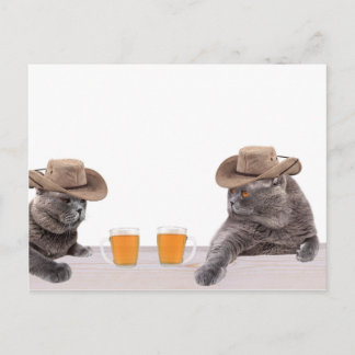 Postal Graciosos gatos vaqueros bebiendo cerveza