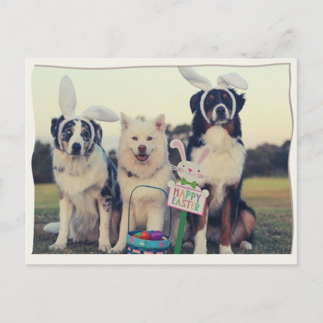 Postal Graciosos perros Happy Easter Postcard (Anverso)