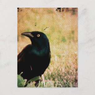 Postal Grackle 3