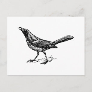 Postal Grackle Bird Vintage Sketch