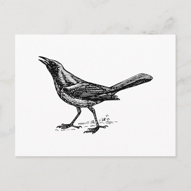 Postal Grackle Bird Vintage Sketch (Anverso)