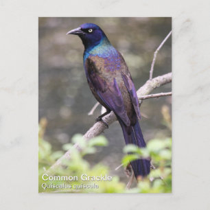 Postal Grackle común