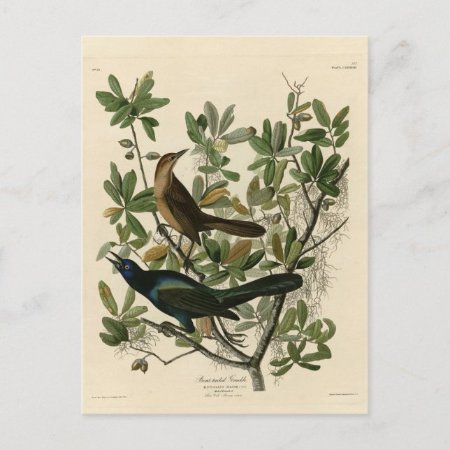 Postal Grackle con cola de barco - Aves de América de Aud (Anverso)