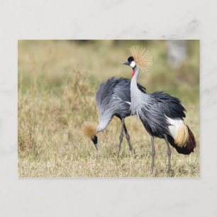 Postal Grados en Masai Mara