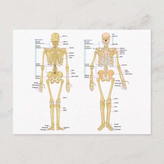 Postal Gráfica de anatomía etiquetada para esqueleto huma (Anverso)