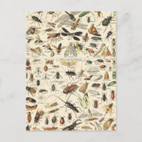Gráfica de insectos y fallos - Postcarta de entomo