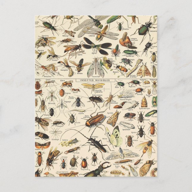 Postal Gráfica de insectos y fallos - Postcarta de entomo (Anverso)