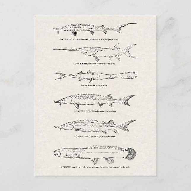 Postal Gráfica de pescado de época - Paloma y almendras (Anverso)