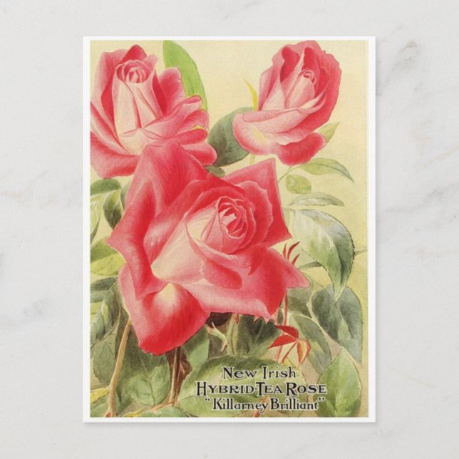 Postal gráfica vintage (Anverso)