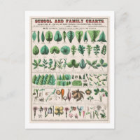 Gráfico botánico vintage: Hojas y flores