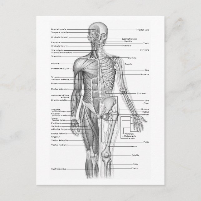 Postal Gráfico de anatomía humana (Anverso)