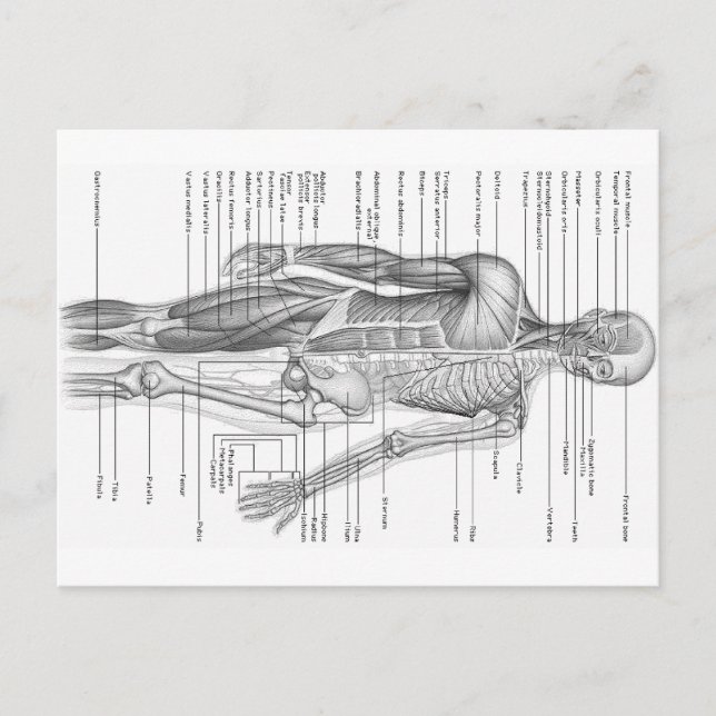 Postal Gráfico de anatomía humana (Anverso)