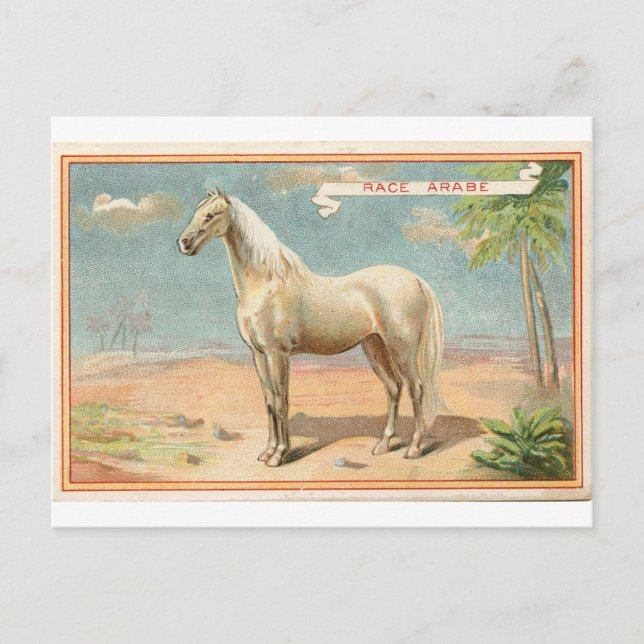 Postal Gráfico de caballos blancos de época (Anverso)