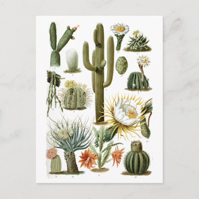 Postal Gráfico de cactus de época (Anverso)