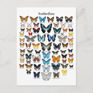Postal Gráfico de mariposas