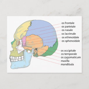 Postal Gráfico de nombres de huesos del cráneo humano