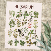Gráfico de planta verde de herbario vintage