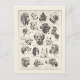 Postal Gráfico de razas de perros de época