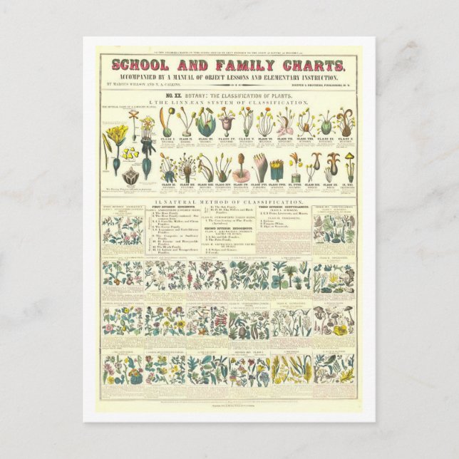 Postal Gráfico educativo para la clasificación de plantas (Anverso)