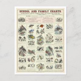 Postal Gráfico educativo para tipos de aves