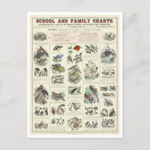 Postal Gráfico educativo para tipos de aves