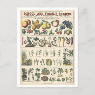 Postal Gráfico educativo para usos económicos de plantas