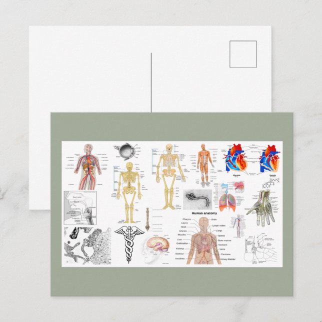 Postal Gráficos de Anatomía Humana (Anverso / Reverso)