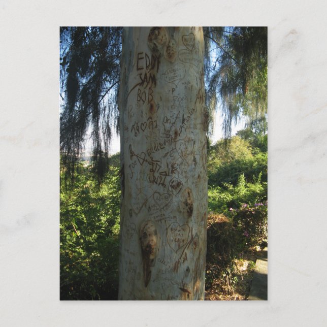 Postal Grafiti de árbol tailandés (Anverso)