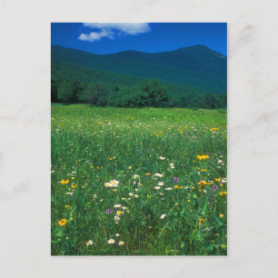 Postal Grafton Notch meadow