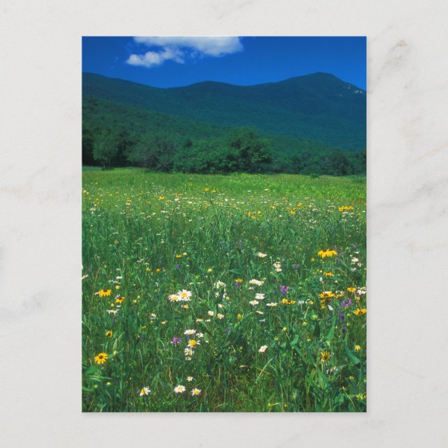 Postal Grafton Notch meadow (Anverso)