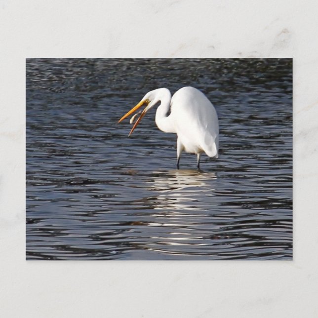 Postal Gran almuerzo Egret (Anverso)