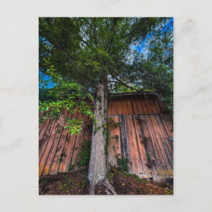 Postal Gran árbol creciendo contra viejo granero de mader