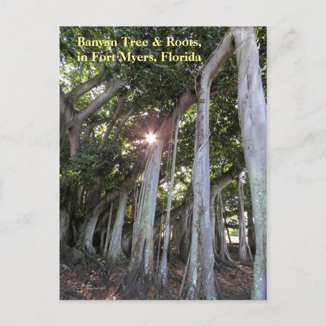 Postal Gran árbol de Banyan Fort Myers (Anverso)