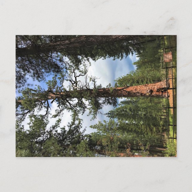 Postal Gran Árbol Rojo, La Pine, Oregón (Anverso)
