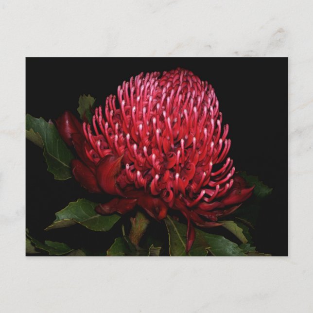 Postal Gran Aussie Lady (Anverso)