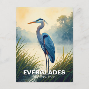 Postal Gran Azul Heron Everglades Parque Nacional Florida