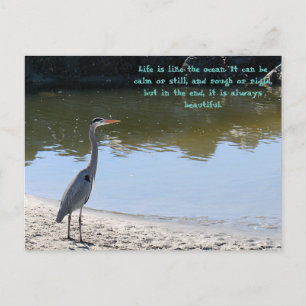 Postal Gran Azul Heron Hilton Head Sc Con Océano