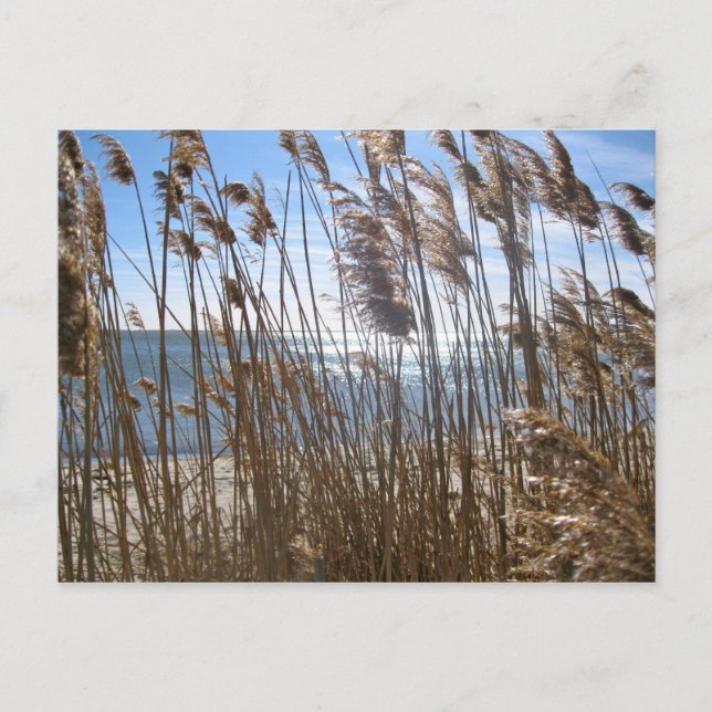 Postal Gran Bahía del Sur en Blue Point, NY (Anverso)