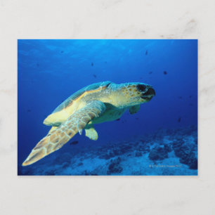 Postal Gran barrera de arrecife, Australia 2